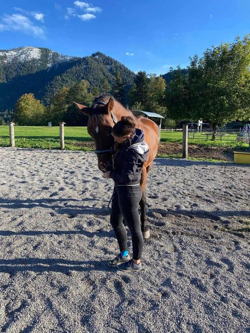 Absolutes Herzenspferd abzugeben, Corinna, Horses For Sale, Mondsee, Image 3