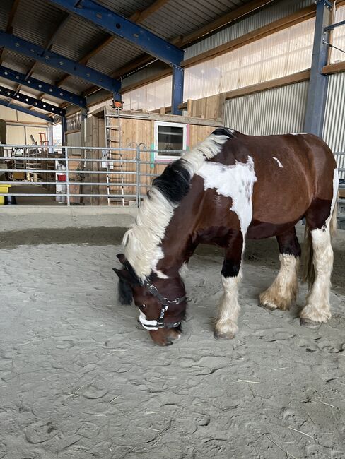 Absolut liebenswertes Pferd, Silvia, Horses For Sale, Eggenburg , Image 3