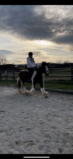 Absolut liebenswertes Pferd, Silvia, Horses For Sale, Eggenburg , Image 8