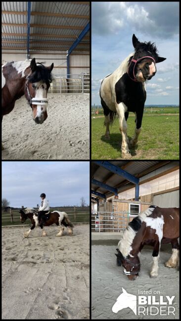 Absolut liebenswertes Pferd, Silvia, Horses For Sale, Eggenburg , Image 11