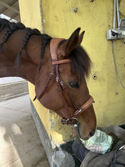 Acavallo Filosofia Bridle COB, Acavallo  Filosofia, Fiammetta, Bridles & Headstalls, Trofarello