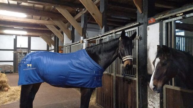 Accuhorsemat Original Gr. L, Accuhorsemat, Sabine, Horse Blankets, Sheets & Coolers, Lastrup