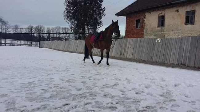 Achal-Tekkiner, Christian , Pferd kaufen, Adlwang 