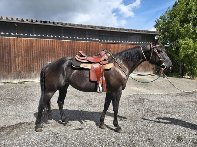Achtjährige Quarter-Horse-Stute, Sunci, Pferd kaufen, Holzmaden