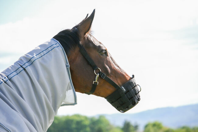 Fressbremse verstellbar, Reiterladen24 , Clara Wehrmann, Halters, Vallendar 