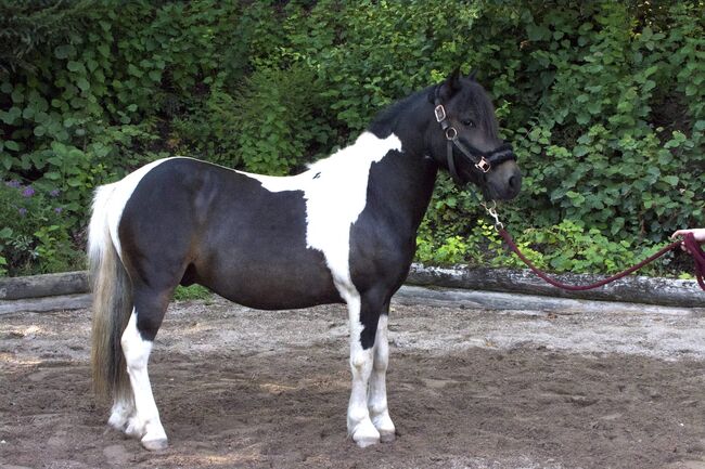 Liebenswerter Wallach Winnie Pooh, Daniela Nöttling , Horses For Sale, Eggendorf, Image 6