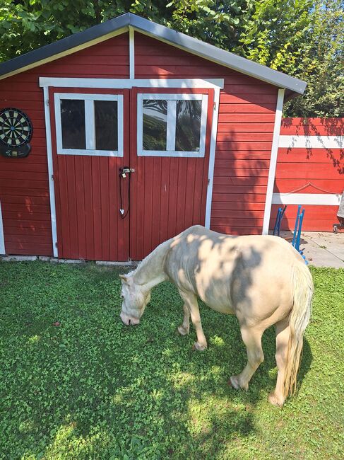 Entzückende Mini-Shetty Stute, Karin , Horses For Sale, Langenlois, Image 5