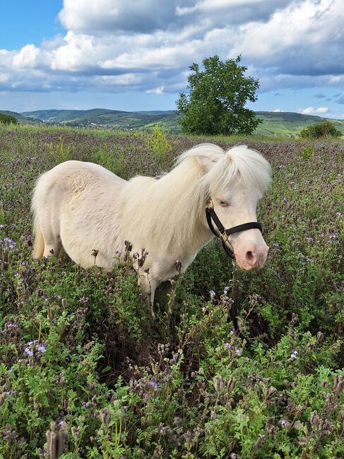 Entzückende Mini-Shetty Stute, Karin , Horses For Sale, Langenlois, Image 10