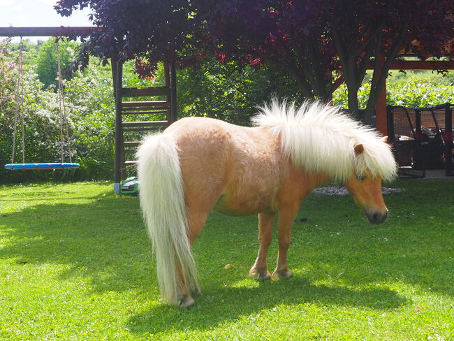 Entzückende Mini-Shetty Stuten, Karin , Horses For Sale, Langenlois, Image 4