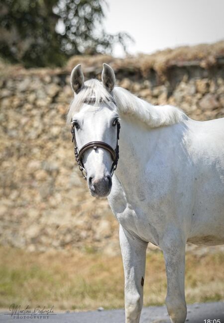 Entzückender Pony Mann!, Pferdeglück (Pferdeglück GmbH), Horses For Sale, Pelmberg, Image 2