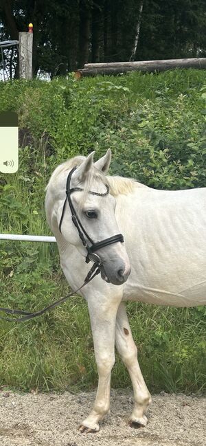 Entzückender Pony Mann!, Pferdeglück (Pferdeglück GmbH), Horses For Sale, Pelmberg, Image 4