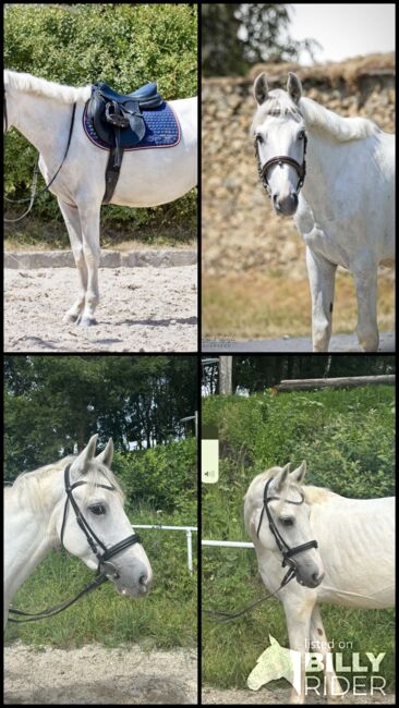 Entzückender Pony Mann!, Pferdeglück (Pferdeglück GmbH), Horses For Sale, Pelmberg, Image 5