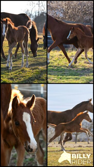 Edles Hengstfohlen aus bestem Stamm, Melanie Wagner, Horses For Sale, Peisching, Image 6