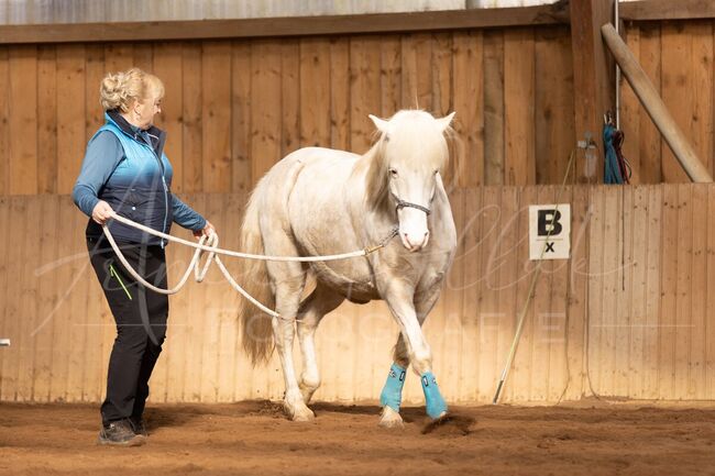 Aegidienberger Wallach, Schoierer, Horses For Sale, Walsdorf, Image 3