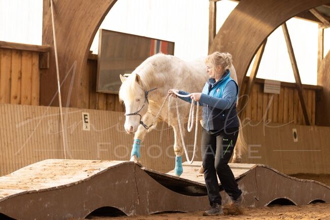 Aegidienberger Wallach, Schoierer, Horses For Sale, Walsdorf, Image 4