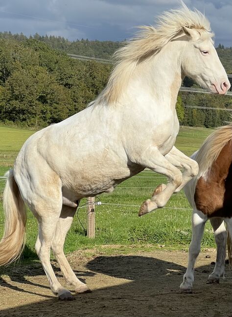 Aegidienberger Wallach, Schoierer, Horses For Sale, Walsdorf, Image 7