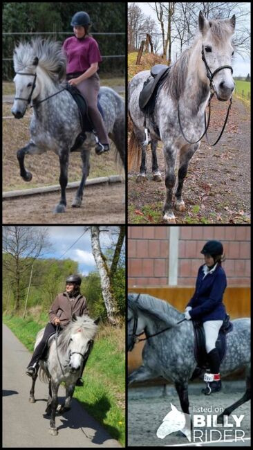 Aegidienberger Stute, 4 Gänger mit viel Naturtölt ähnl. Isländer für Freizeit und Sport, Simone Möller, Horses For Sale, Meinerzhagen , Image 17