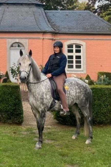 Aegidienberger Stute, 4 Gänger mit viel Naturtölt ähnl. Isländer für Freizeit und Sport, Simone Möller, Horses For Sale, Meinerzhagen , Image 6