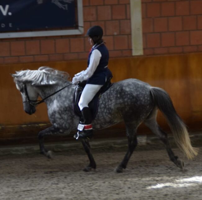 Aegidienberger Stute, 4 Gänger mit viel Naturtölt ähnl. Isländer für Freizeit und Sport, Simone Möller, Horses For Sale, Meinerzhagen , Image 5