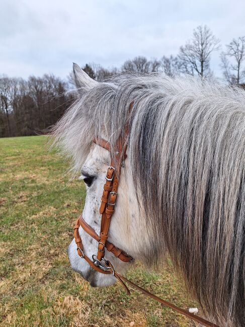 Aegidienberger Stute, 4 Gänger mit viel Naturtölt ähnl. Isländer für Freizeit und Sport, Simone Möller, Horses For Sale, Meinerzhagen , Image 15