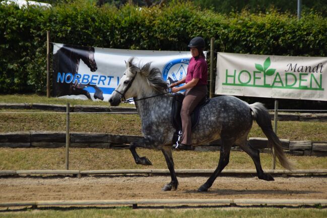 Aegidienberger Stute, 4 Gänger mit viel Naturtölt ähnl. Isländer für Freizeit und Sport, Simone Möller, Horses For Sale, Meinerzhagen , Image 2