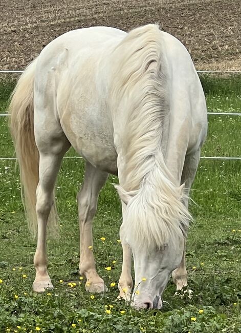 Aegidienberger Wallach, Schoierer, Horses For Sale, Walsdorf, Image 6