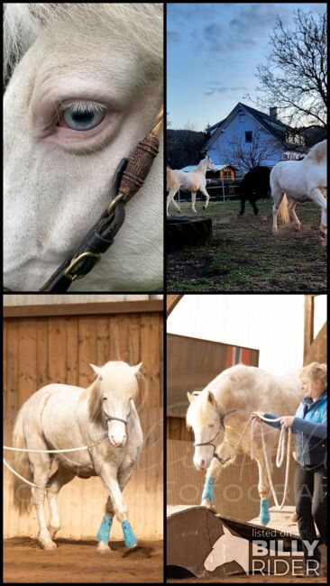 Aegidienberger Wallach, Schoierer, Horses For Sale, Walsdorf, Image 14