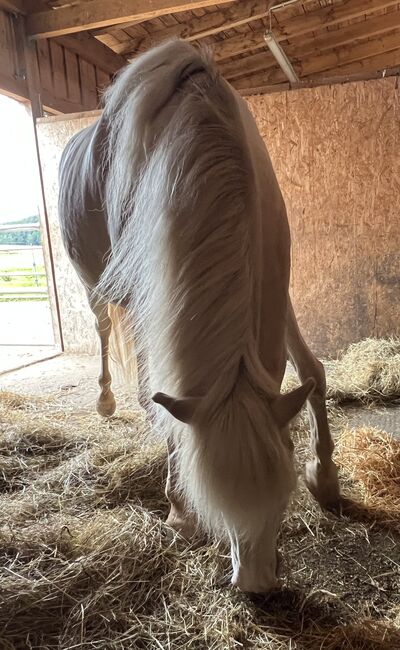 Aegidienberger Wallach, Schoierer, Horses For Sale, Walsdorf, Image 13