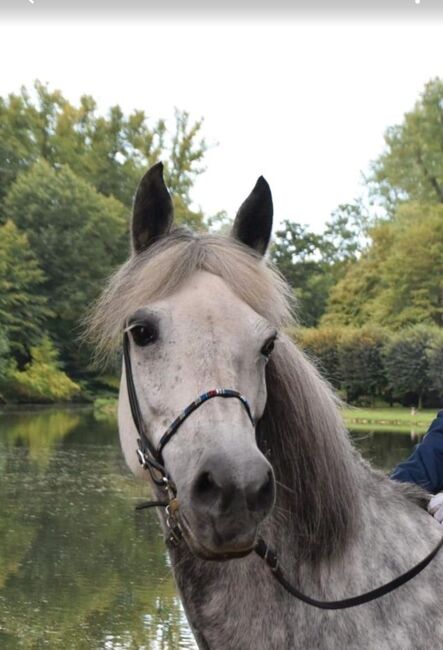 Aegidienberger Stute, 4 Gänger mit viel Naturtölt ähnl. Isländer für Freizeit und Sport, Simone Möller, Horses For Sale, Meinerzhagen , Image 7