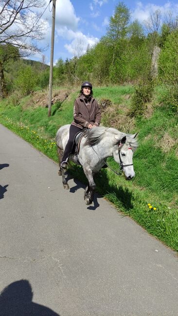 Aegidienberger Stute, 4 Gänger mit viel Naturtölt ähnl. Isländer für Freizeit und Sport, Simone Möller, Pferd kaufen, Meinerzhagen , Abbildung 12