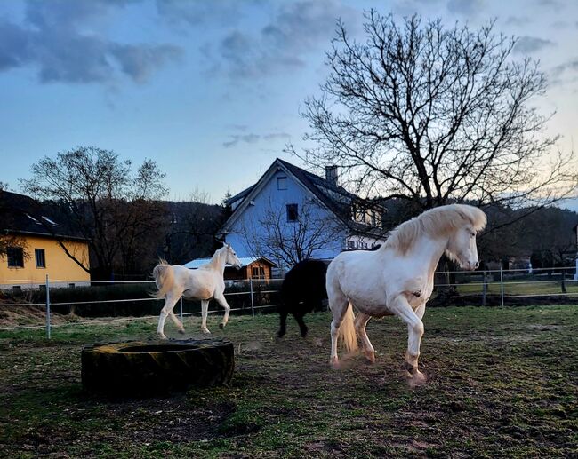 Aegidienberger Wallach, Schoierer, Horses For Sale, Walsdorf, Image 2