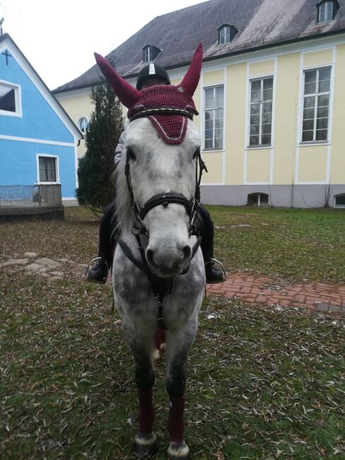 Liebevollen ung. Warmblut Wallach an guten Platz zu vergeben, Sabine, Horses For Sale, Bärnbach , Image 2