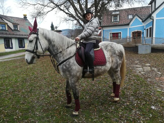 Liebevollen ung. Warmblut Wallach an guten Platz zu vergeben, Sabine, Horses For Sale, Bärnbach , Image 4