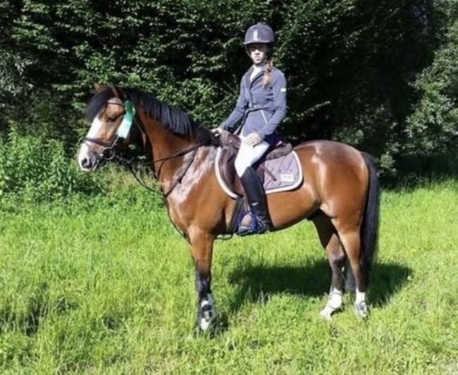 Liebenswerten Reitponywallach, Patricia , Horses For Sale, Tarrenz , Image 3