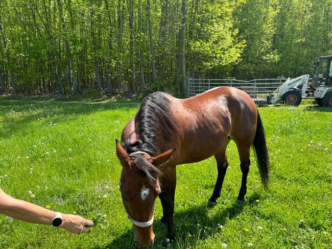 Liebenswerte, menschenbezogene Quarter Horse Stute, Kerstin Rehbehn (Pferdemarketing Ost), Horses For Sale, Nienburg, Image 7