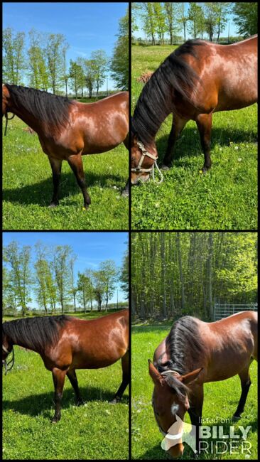 Liebenswerte, menschenbezogene Quarter Horse Stute, Kerstin Rehbehn (Pferdemarketing Ost), Horses For Sale, Nienburg, Image 8