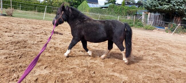 Liebenswerte Shetty Stute, Tina, Horses For Sale, Döbeln