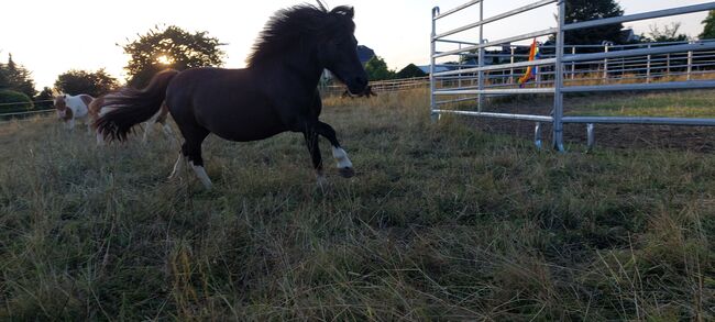 Liebenswerte Shetty Stute, Tina, Horses For Sale, Döbeln, Image 4