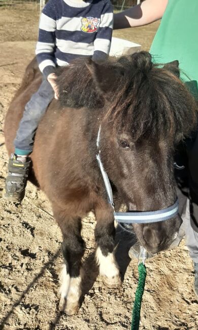 Liebenswerte Shetty Stute, Tina, Horses For Sale, Döbeln, Image 9