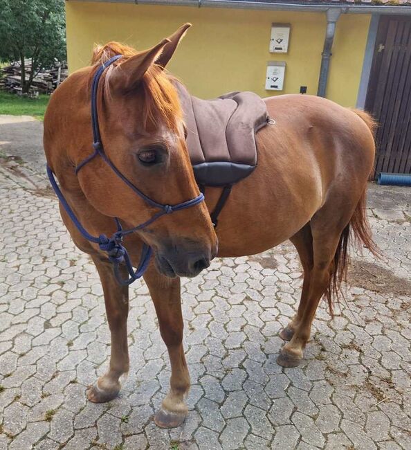 Abenteuerlustiger Ponymixwallach will die Welt erobern, Pferdevermittlung Leus, Horses For Sale, Pyrbaum, Image 4