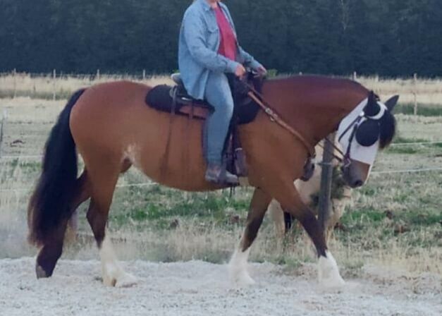 umgängliche Welsh Cob Stute in gute Hände zu verkaufen, Kerstin Rehbehn (Pferdemarketing Ost), Horses For Sale, Nienburg