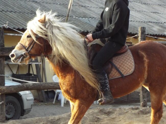 Aladin (Haflinger) sucht einen neuen Besitzer, Aladin, Horses For Sale, Mogyoród, Image 3