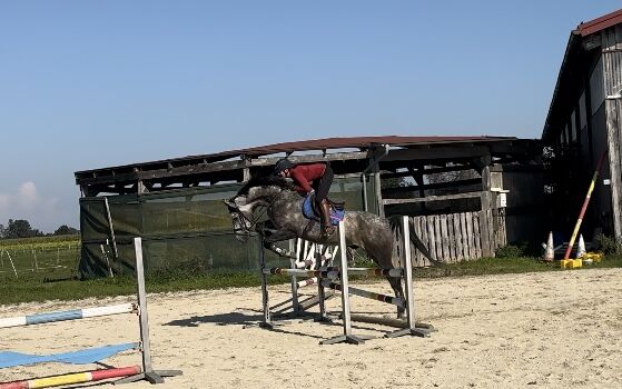 Alberto 7 jähriger Allrounder, Resi Osl, Horses For Sale, Kraiburg, Image 3
