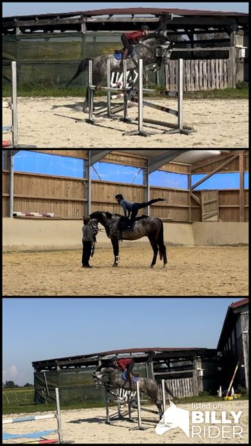 Alberto 7 jähriger Allrounder, Resi Osl, Horses For Sale, Kraiburg, Image 4