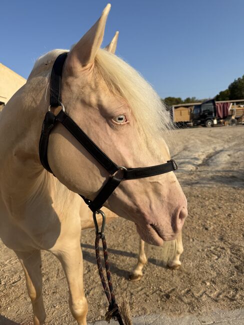 CABALLO ALBINO, Arturo, Horses For Sale, Villajoyosa