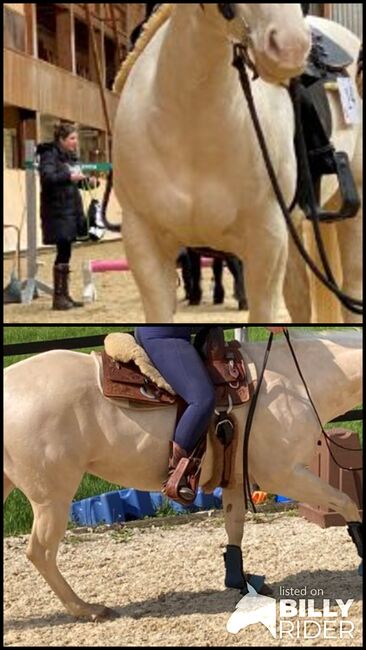 Allrounderin für Sport-, Freizeit u. Zucht-Quarterstute f.d.gesamte Familie, Pferdezucht PD, Horses For Sale, Hombrechtikon, Image 3