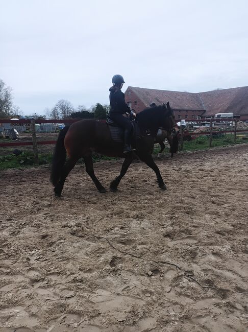 Allrounder sucht Bestplatz Friese mal Kaltimix, Stefanie , Horses For Sale, Westoverledingen, Image 3