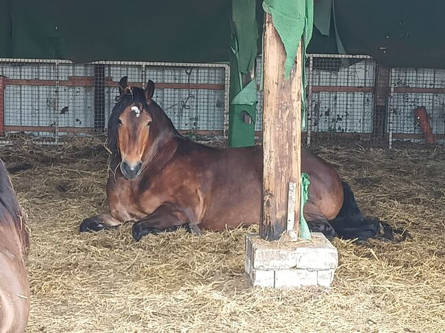 Allrounder sucht Bestplatz Friese mal Kaltimix, Stefanie , Horses For Sale, Westoverledingen, Image 2