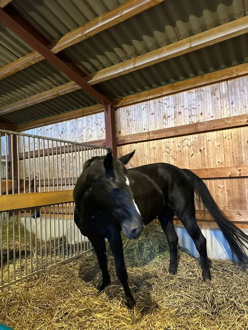 NUR NOCH 1 PLATZ FREI Boxenplatz / Offenstallplatz / Pferdepension, Mandy Wasmund, Horse Stables, Mellenthin, Image 3