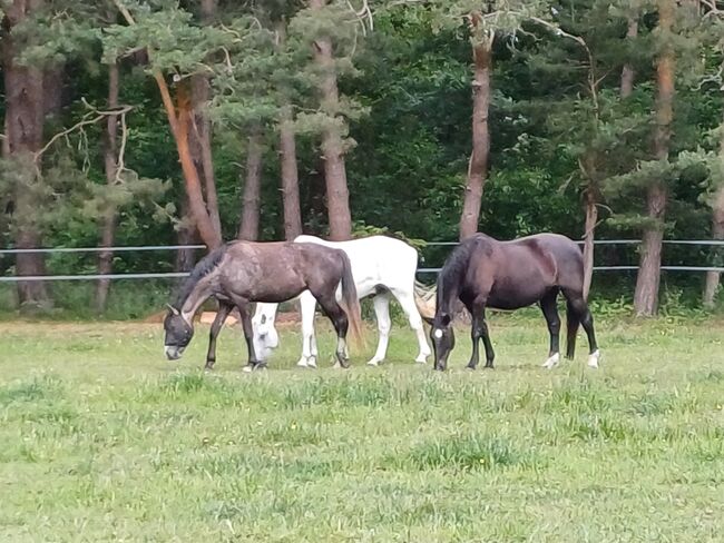 NUR NOCH 1 PLATZ FREI Boxenplatz / Offenstallplatz / Pferdepension, Mandy Wasmund, Horse Stables, Mellenthin, Image 7